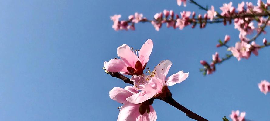 桃花的花语与象征意义（传递着浪漫的情感与美好的愿望）