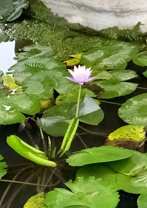 蓝莲花的花语和寓意（了解蓝莲花的象征与涵义，感受美好的自然之美）