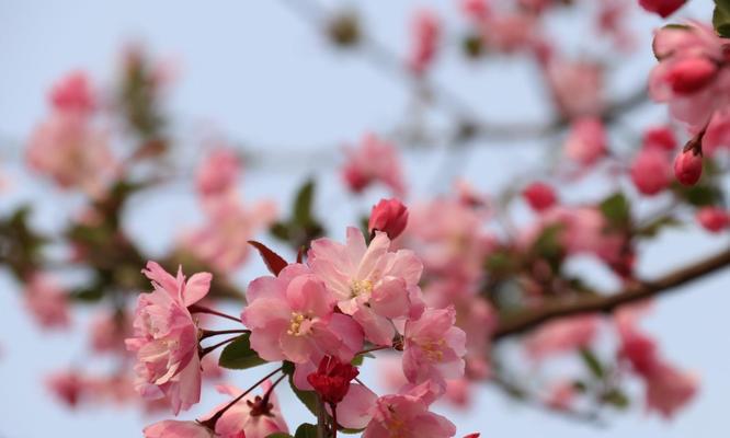 海棠花语与象征意义（探寻海棠的优雅之美）