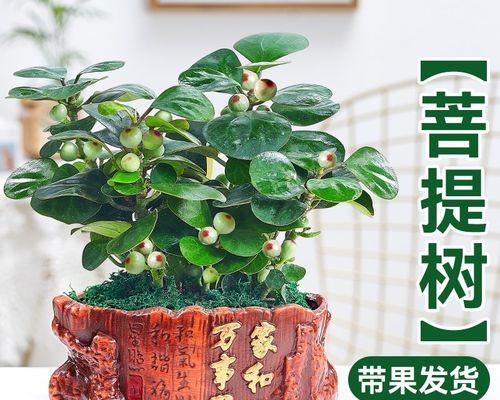 菩提树的养护技巧（从种植到养护，让菩提树长得更好）