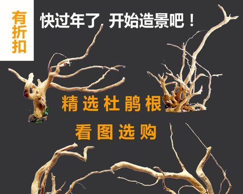 如何处理杜鹃根，让其轻松下缸（种植爱好者必备）