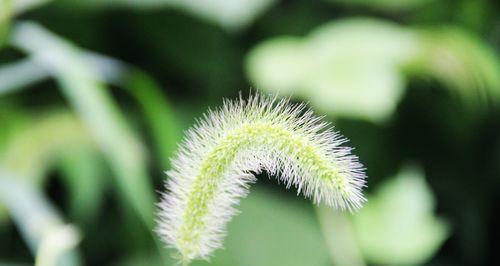 狗尾巴草的美丽寓意（一种平凡却不平凡的植物与它的寓意）