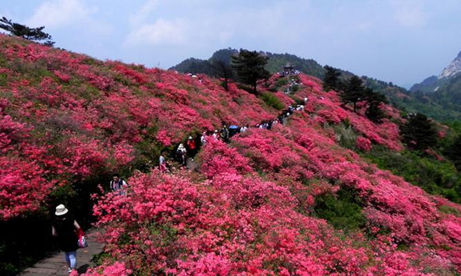 杜鹃花的花期是几月份（了解杜鹃花花期，赏心悦目）