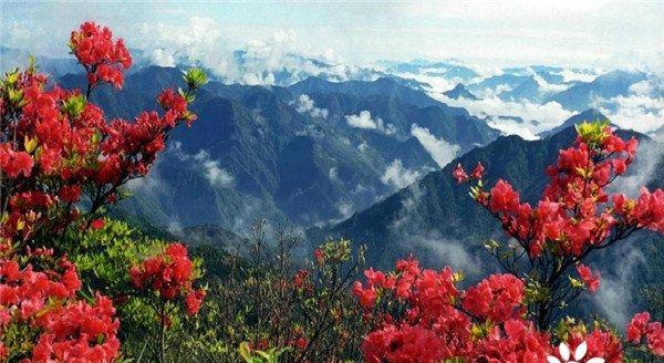 杜鹃花的花期是几月份（了解杜鹃花花期，赏心悦目）