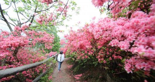 杜鹃花的花期是几月份（了解杜鹃花花期，赏心悦目）