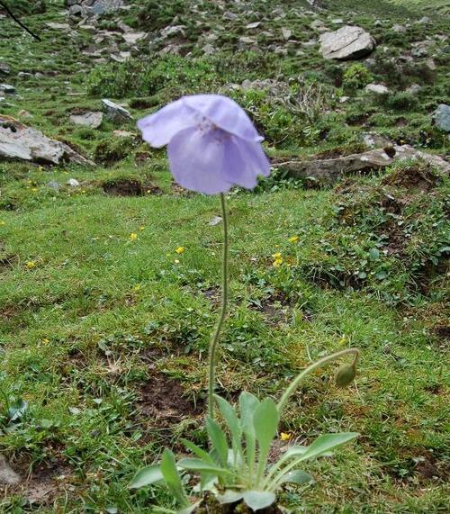 了解绿绒蒿，一望无际的海棠花海（草原上的绒毛花，给人带来温馨和美丽）