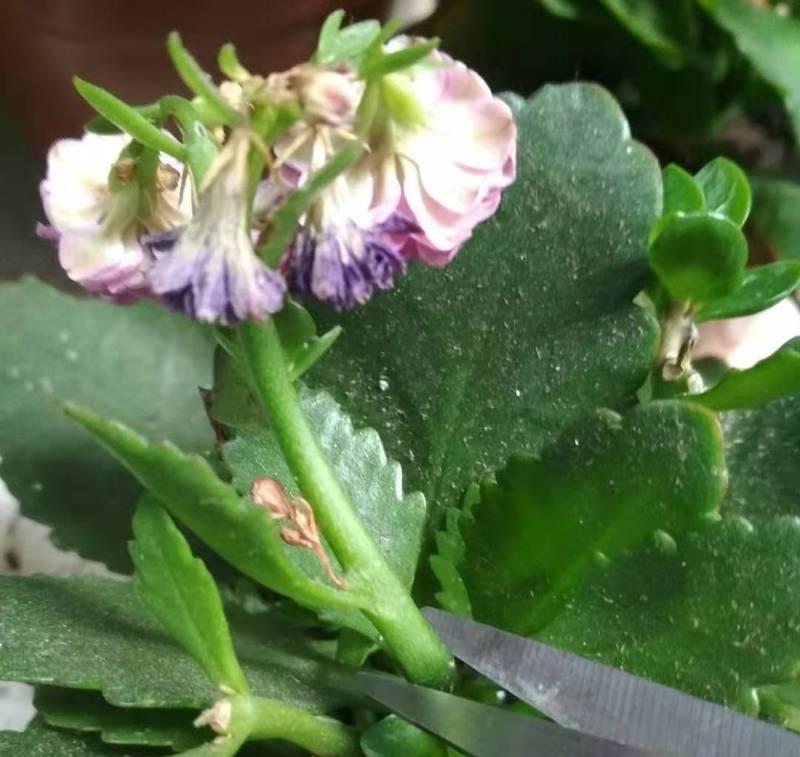 长寿花夏天修剪指南（夏季如何正确修剪长寿花，让它更加茂盛）