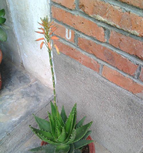 冬季芦荟开花的预兆——探寻“绿色春天”之谜（从花骨朵到花苞，冬季芦荟开花的秘密解析）