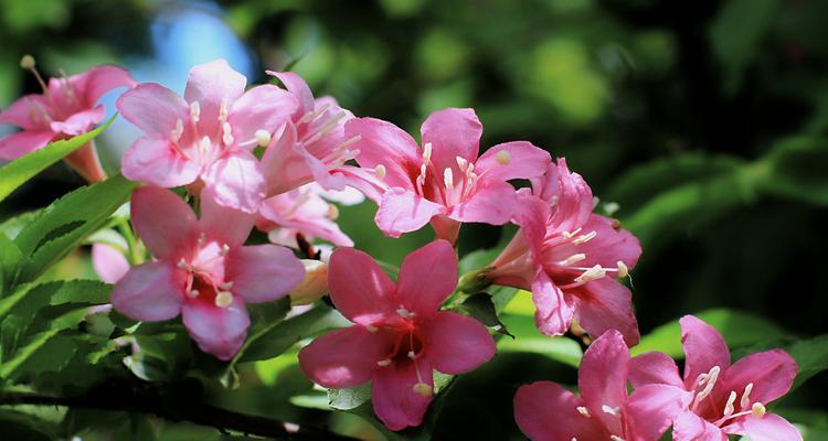 锦带花的种植与养护（从选购到施肥，教你轻松打造锦带花花海）