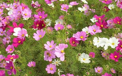 波斯菊养殖常见虫害及防治方法（保护你的花园免受害虫侵害）