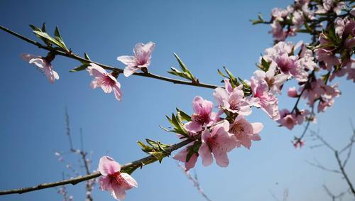 如何养护桃花枝条？（桃花枝条的生长与养护技巧）