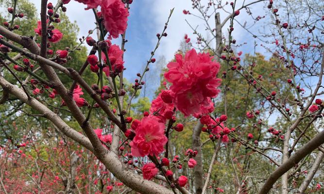 如何养护桃花枝条？（桃花枝条的生长与养护技巧）