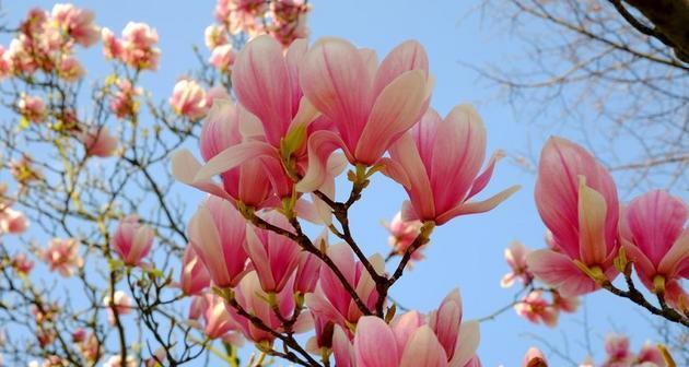 春日花海缤纷怒放（赏花指南，用心品味）