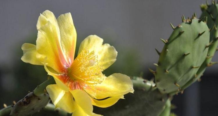 如何防治仙人掌的虫害问题（掌握虫害防治，让你的仙人掌更健康）