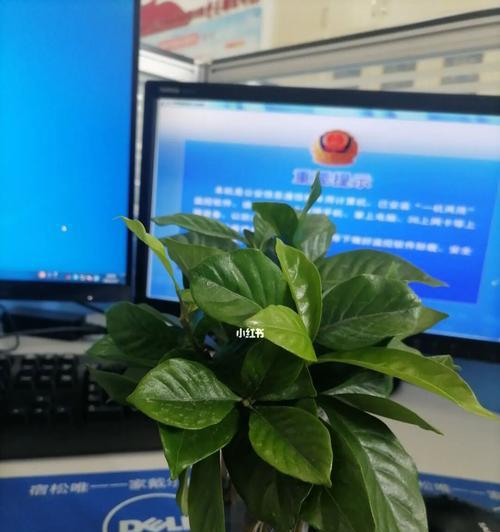 水培栀子花的技巧与方法（从种植到养护，让你轻松打造居家花园）