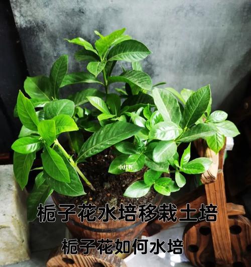 水培栀子花的技巧与方法（从种植到养护，让你轻松打造居家花园）