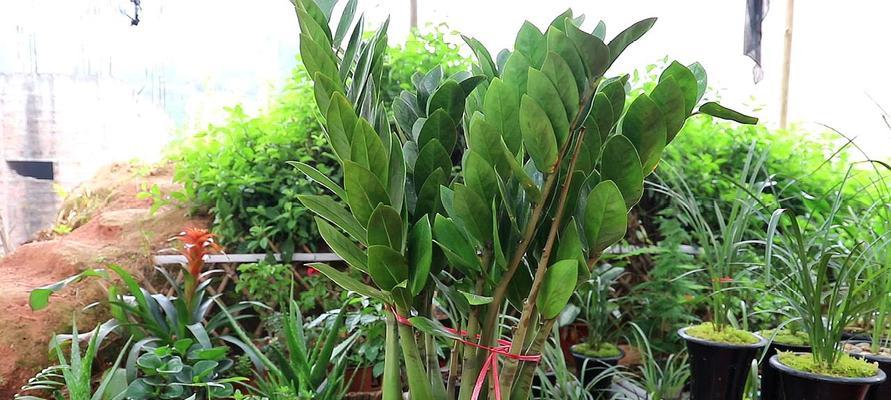 打造家居绿色空间，从种植金钱树开始（了解金钱树的种植方法及养护，让它成为您家中的小幸福）