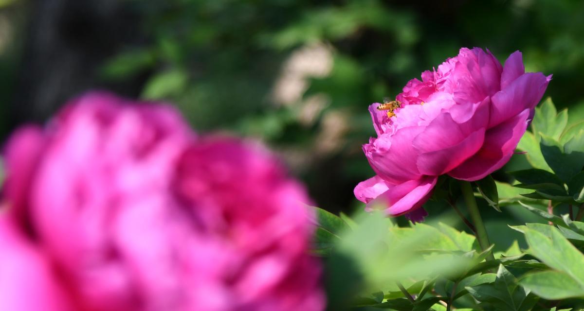 春季牡丹花栽培方法（让你的花园绽放奇妙的牡丹花海）