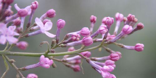 赏丁香花，品生命之美（一朵小小的丁香花，如此娇艳动人）