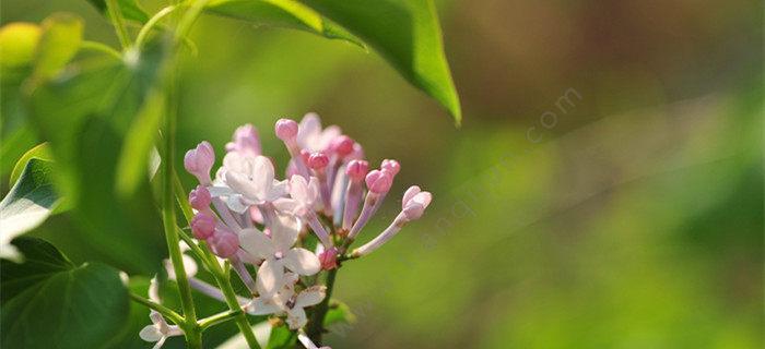 赏丁香花，品生命之美（一朵小小的丁香花，如此娇艳动人）