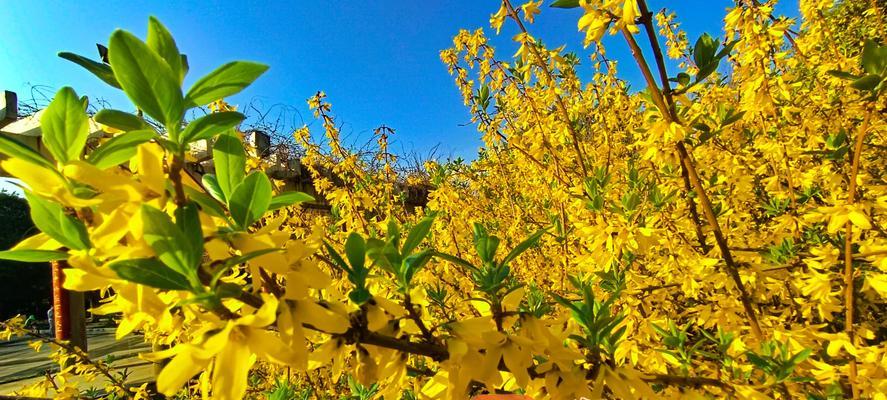 连翘花的养殖技巧（如何种植、管理连翘花）