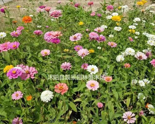 从百日草花种子到绚丽缤纷的花海——百日草花种植方法（百日草花种子种植步骤，让您轻松打造美丽庭院）