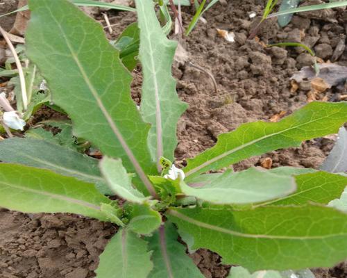 花叶滇苦菜真的是蒲公英吗？（揭秘两者的区别，探究营养价值）