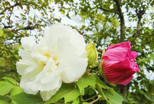 芙蓉花的肥料管理（了解芙蓉花的花期，科学施肥）