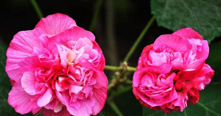 芙蓉花的肥料管理（了解芙蓉花的花期，科学施肥）