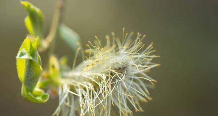 探秘柳树开花时机（揭开柳树开花的神秘面纱）