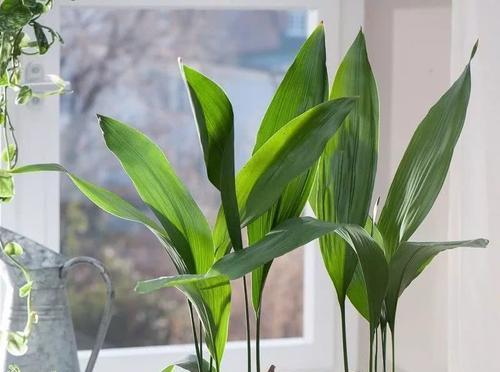 耐阴室内植物推荐（在阴暗角落也能绿意盎然，这些植物你一定要知道！）