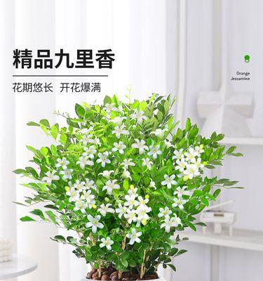 九里香的花期及常见观赏方法（一年四季皆可品尝的芳香美景）