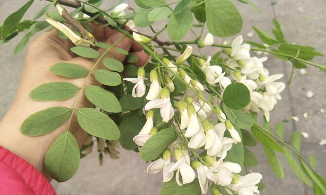 槐花开花结果时间详解（揭秘槐花的生长周期，让你更好地了解这个美丽的花卉）