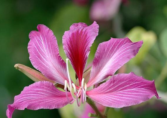 探寻上海市的市花（上海市的市花是什么？——解析上海市花的历史和文化背景）