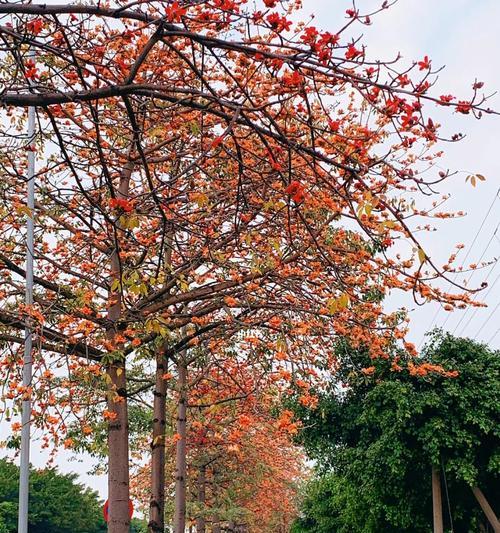 探寻上海市的市花（上海市的市花是什么？——解析上海市花的历史和文化背景）