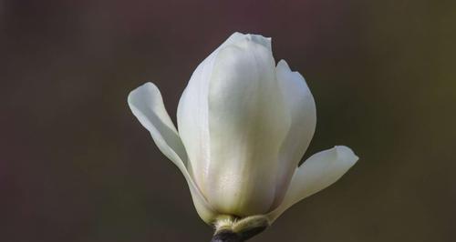 探寻上海市的市花（上海市的市花是什么？——解析上海市花的历史和文化背景）