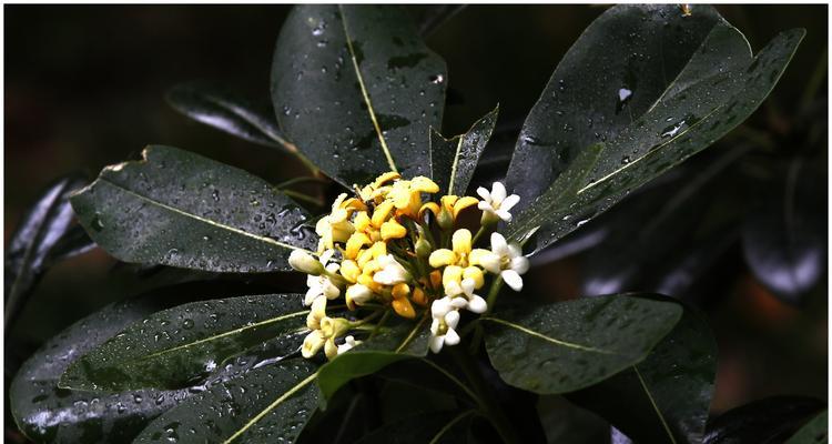 海棠花开放季节的探究（一年四季，花开花落）