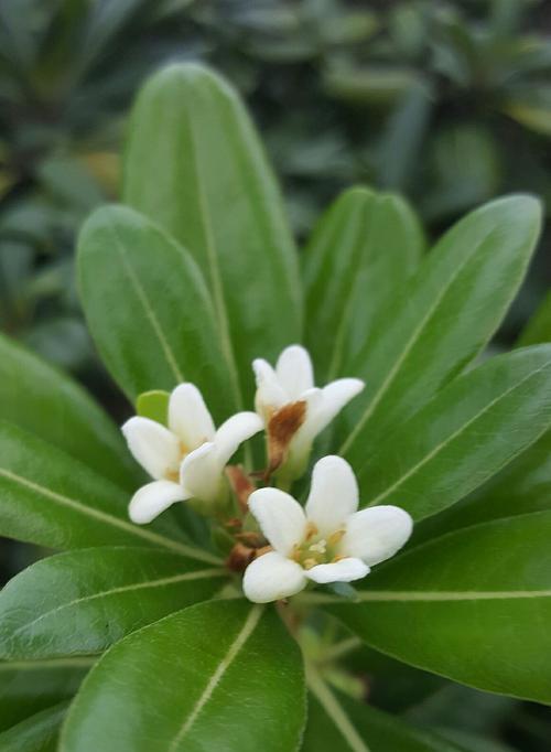 海棠花开放季节的探究（一年四季，花开花落）