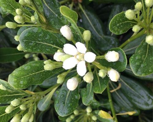 海棠花开放季节的探究（一年四季，花开花落）