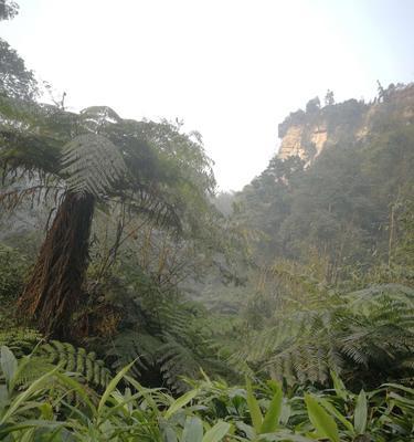 揭秘植物界的活化石（探究植物中的“远古存活者”）