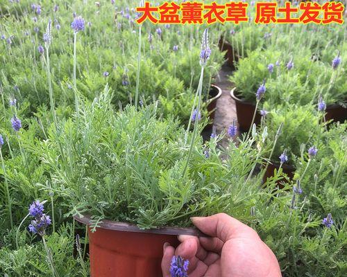 薰衣草盆栽种植方法（打造美丽花园的秘诀）