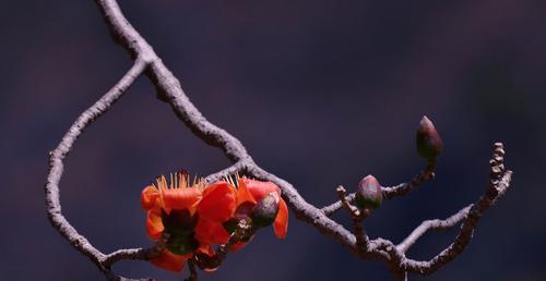 木棉花——雄浑壮观的“红色风景线”（探秘木棉花的风采与神秘）