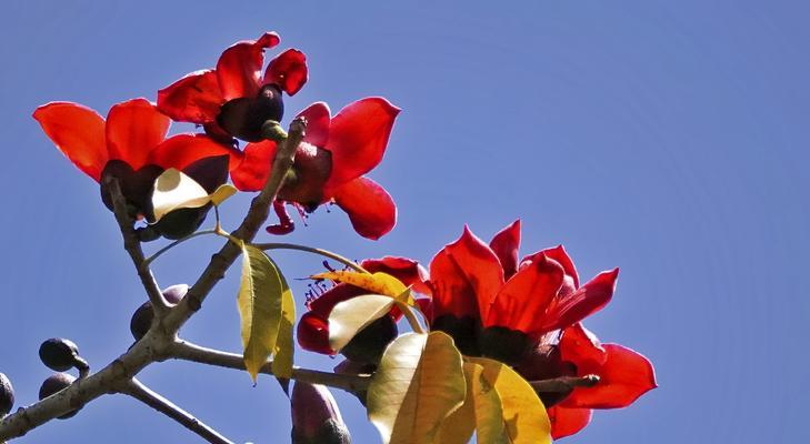 木棉花——雄浑壮观的“红色风景线”（探秘木棉花的风采与神秘）