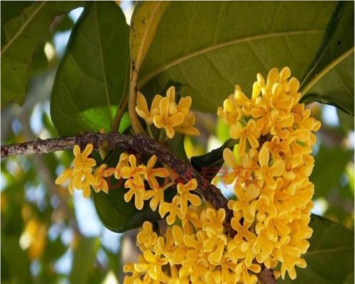 四季桂花的养殖技术（打造香气四溢的芳香花园）