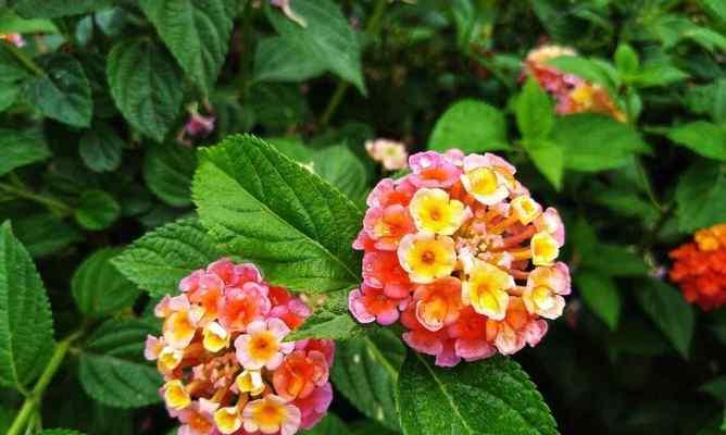 盛夏花海——夏天开的花（绽放在阳光下的美丽花卉）