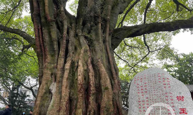 保护古树名木，保卫绿色家园（探究古树名木保护意义，呼唤全民共同保护）