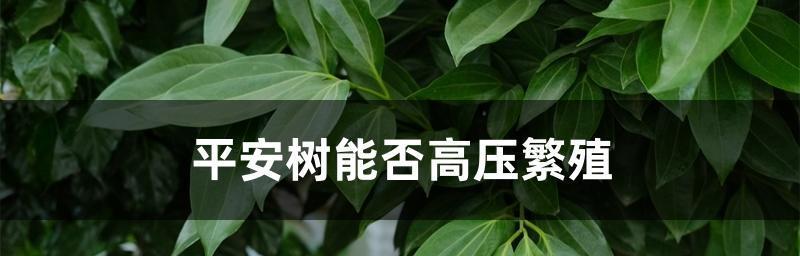 平安树盆栽的扦插方法（如何用简单的方法种植你自己的平安树？）