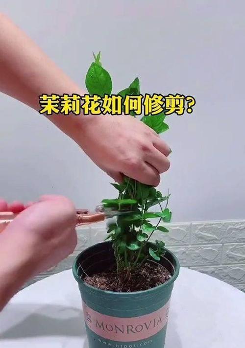 如何修剪茉莉花打造美丽花园（茉莉花修剪步骤详解，让你轻松打造美丽花园）