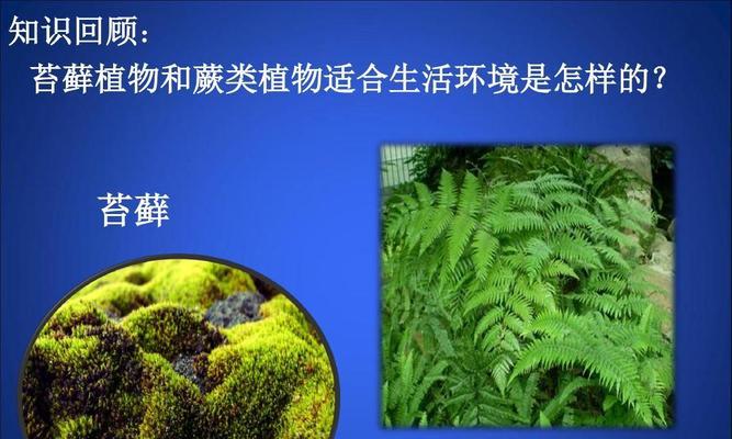 裸子植物和被子植物的区别（了解植物界的两大分支）