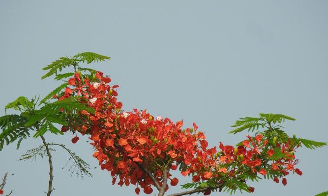 盛夏之花（迎接炎炎夏日，盛开美丽花海）